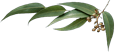 Eucalipto